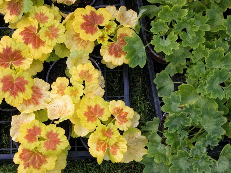Gardening Projects That Keep You Moving All Year